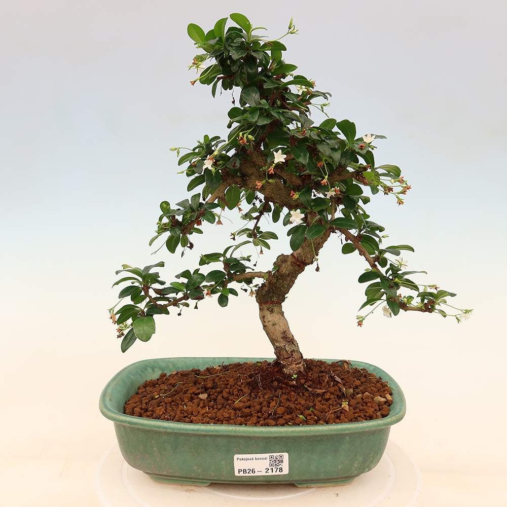Szobai bonsai - Carmona macrophylla - Tea fuki
