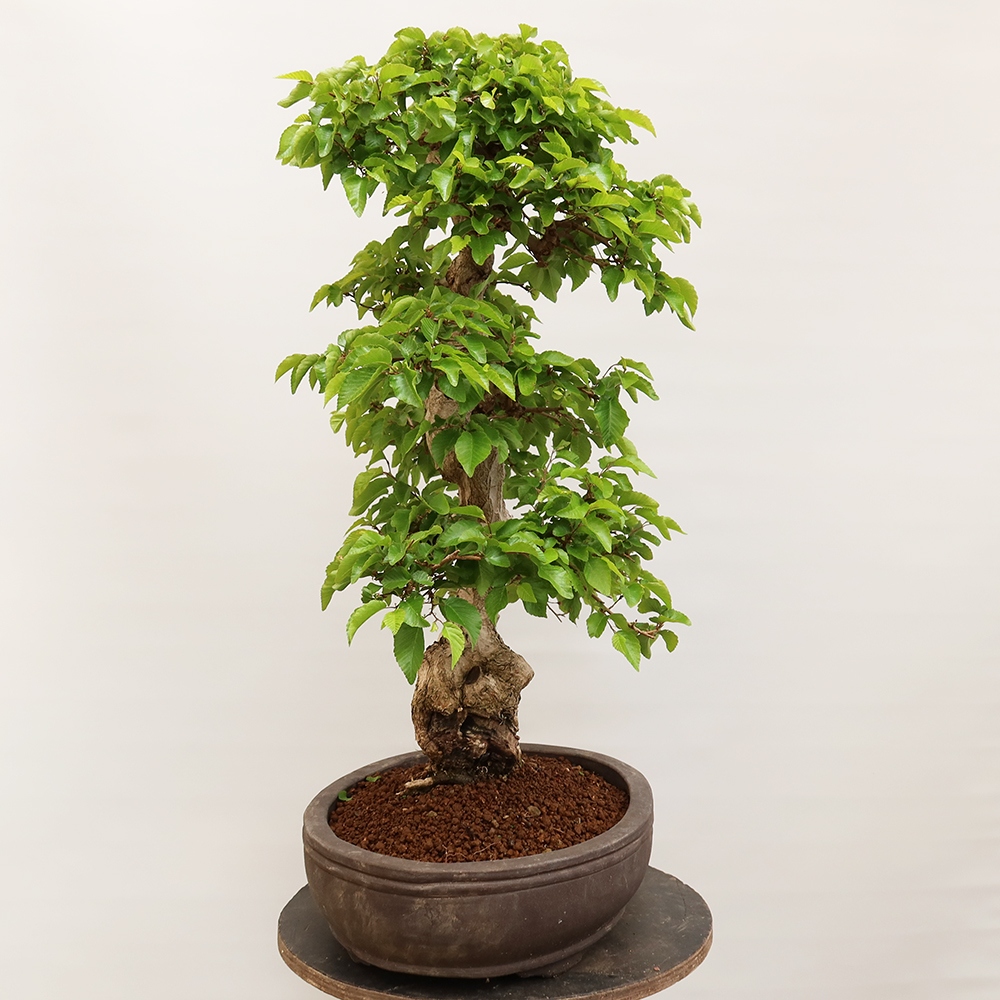 Kültéri bonsai -Carpinus Coreana - Koreai gyertyánfa