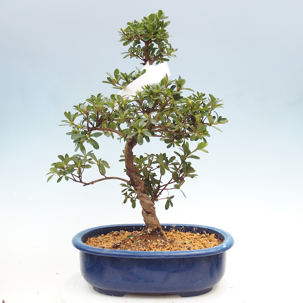 Kültéri bonsai - Japán azálea - Azálea Asahi-no-izumi