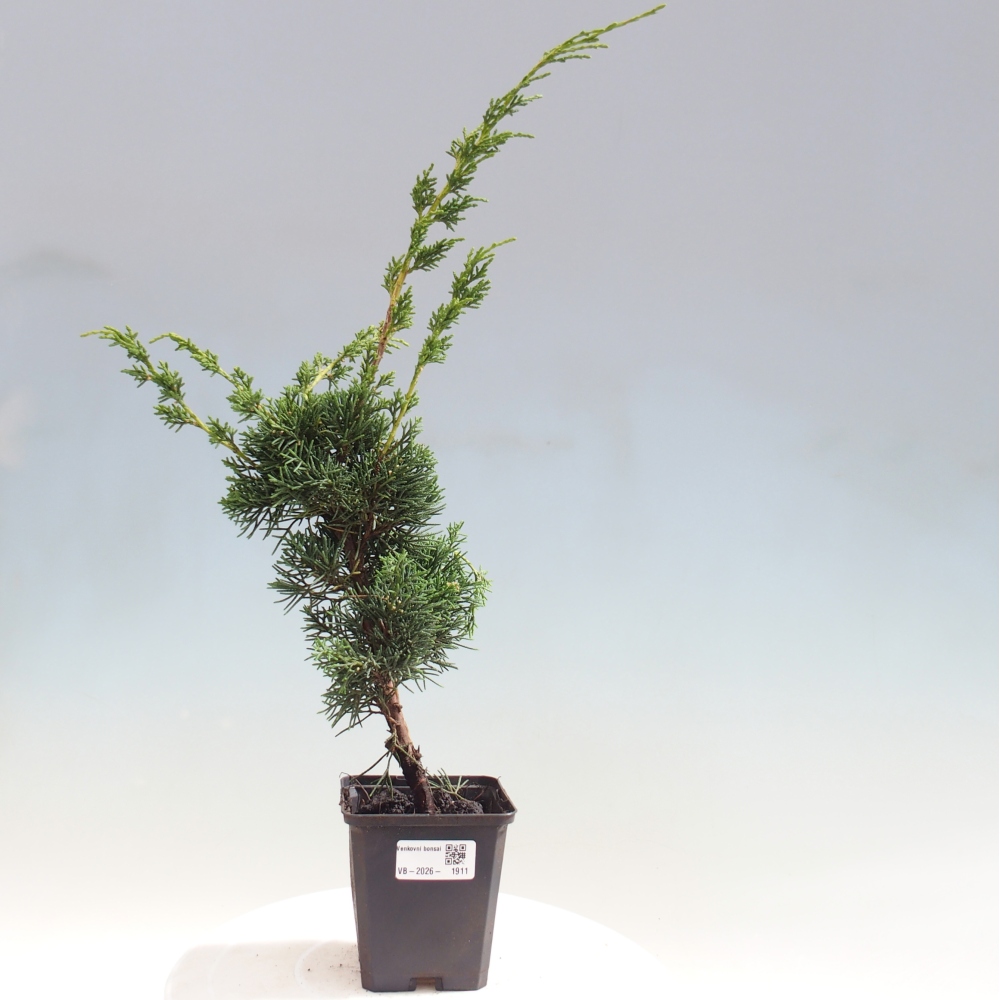 Kültéri bonsai - Juniperus chinensis Kishu