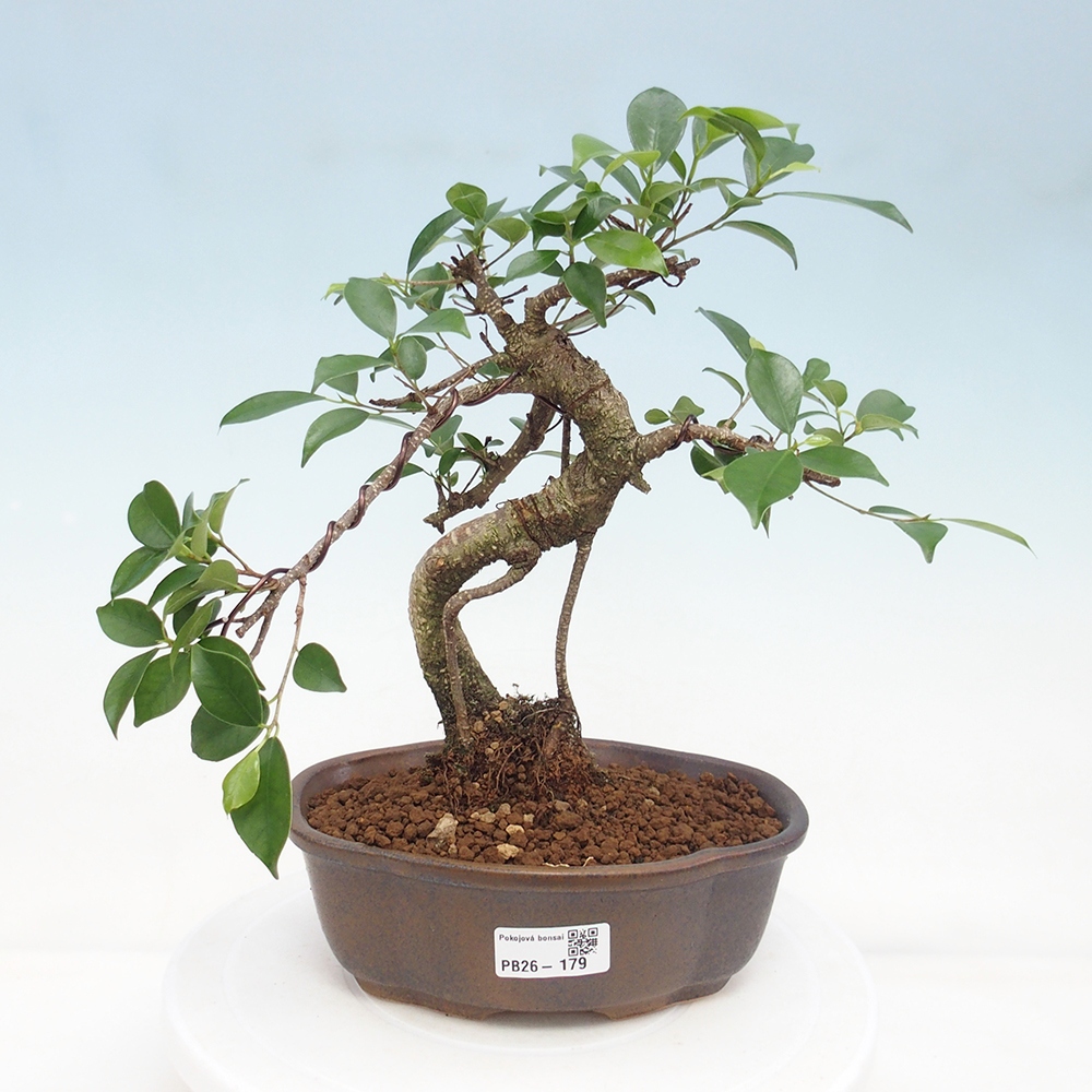 Szobai bonsai - Ficus retusa - kislevelű fikusz
