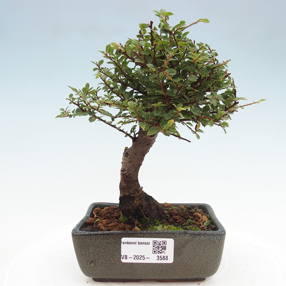 Kültéri bonsai - Ulmus parvifolia Hokkaido - Kínai szil - Ulmus parvifolia Hokkaido