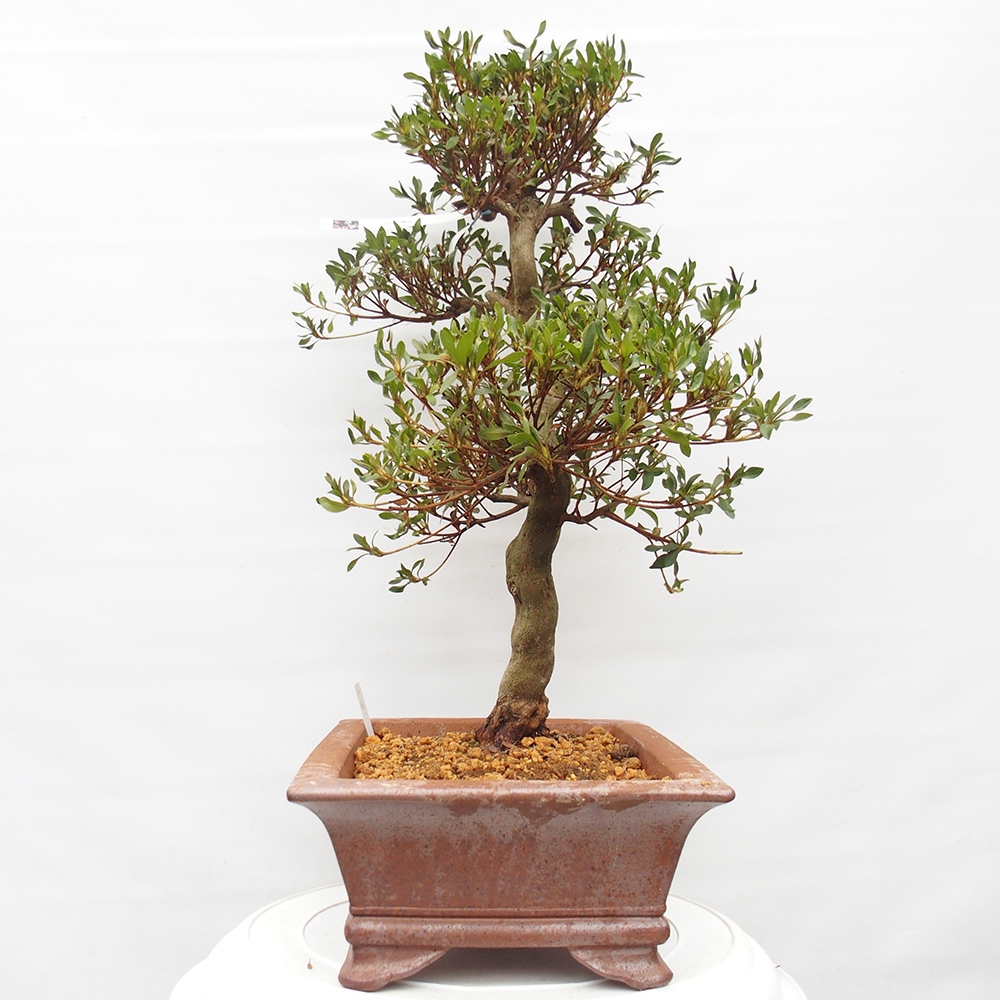 Kültéri bonsai - japán azálea - Azálea CHIHIRO