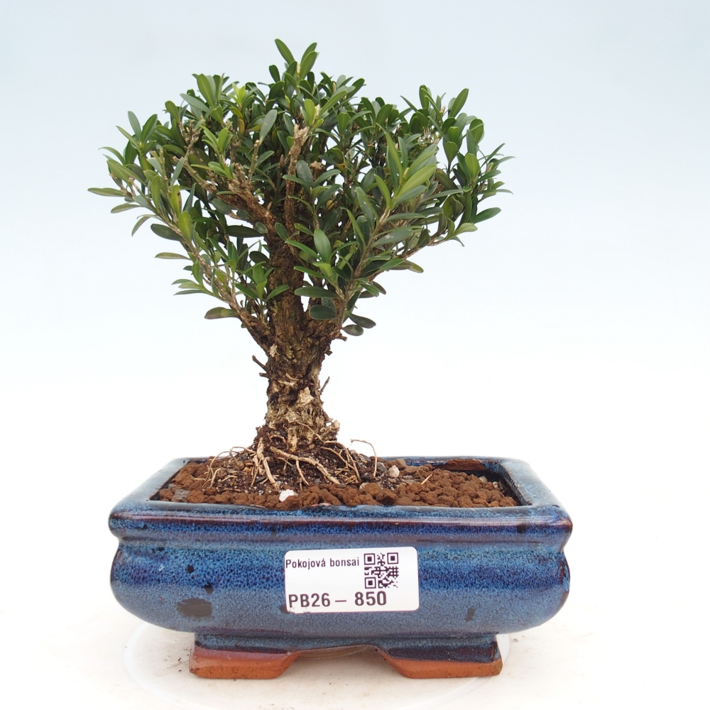 Szobai bonsai - Buxus harlandii - parafa buxus