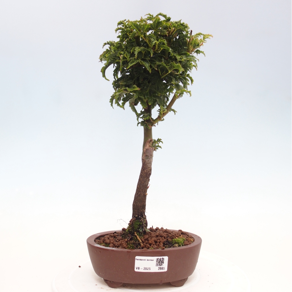 Kültéri bonsai -Javor pálma Acer palmatum Shishigashira