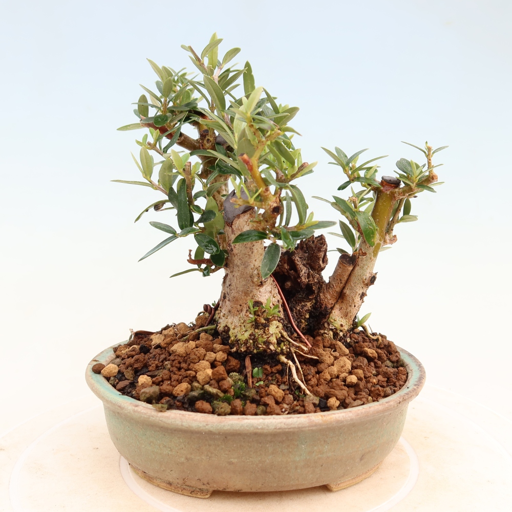 Beltéri bonsai - Olea europaea sylvestris