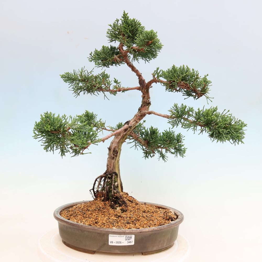 Kültéri bonsai - Juniperus chinensis Kishu