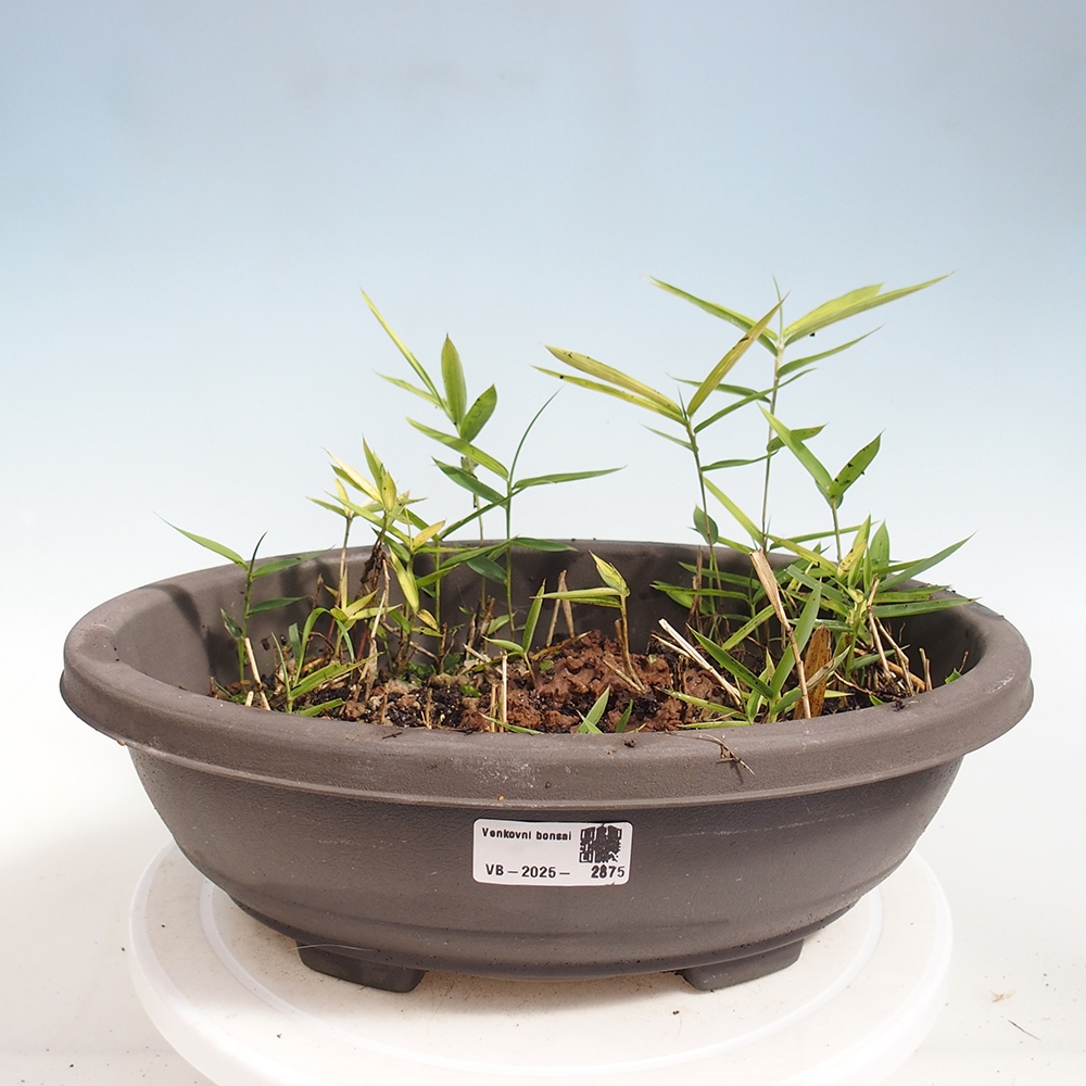 Kültéri bonsai - Pleioblastus argenteostriatus f.pumilus - Törpebambusz