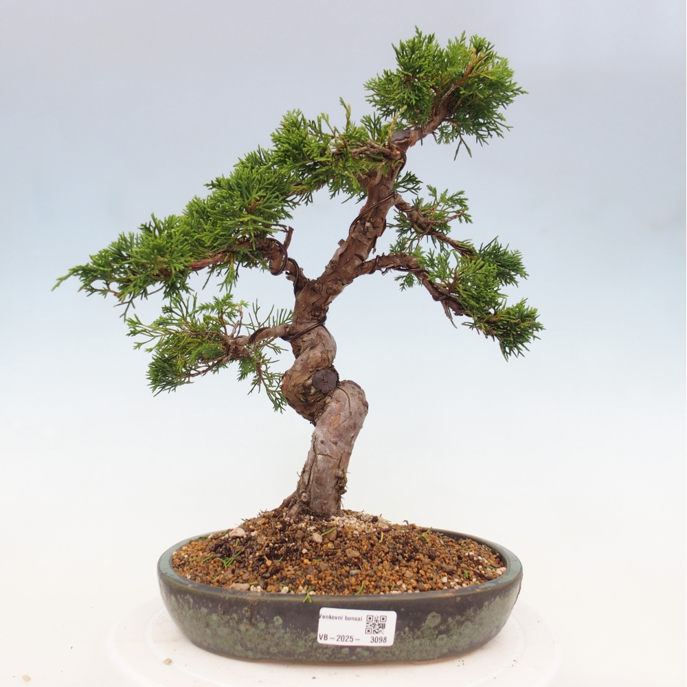 Kültéri bonsai - Juniperus chinensis Itoigawa