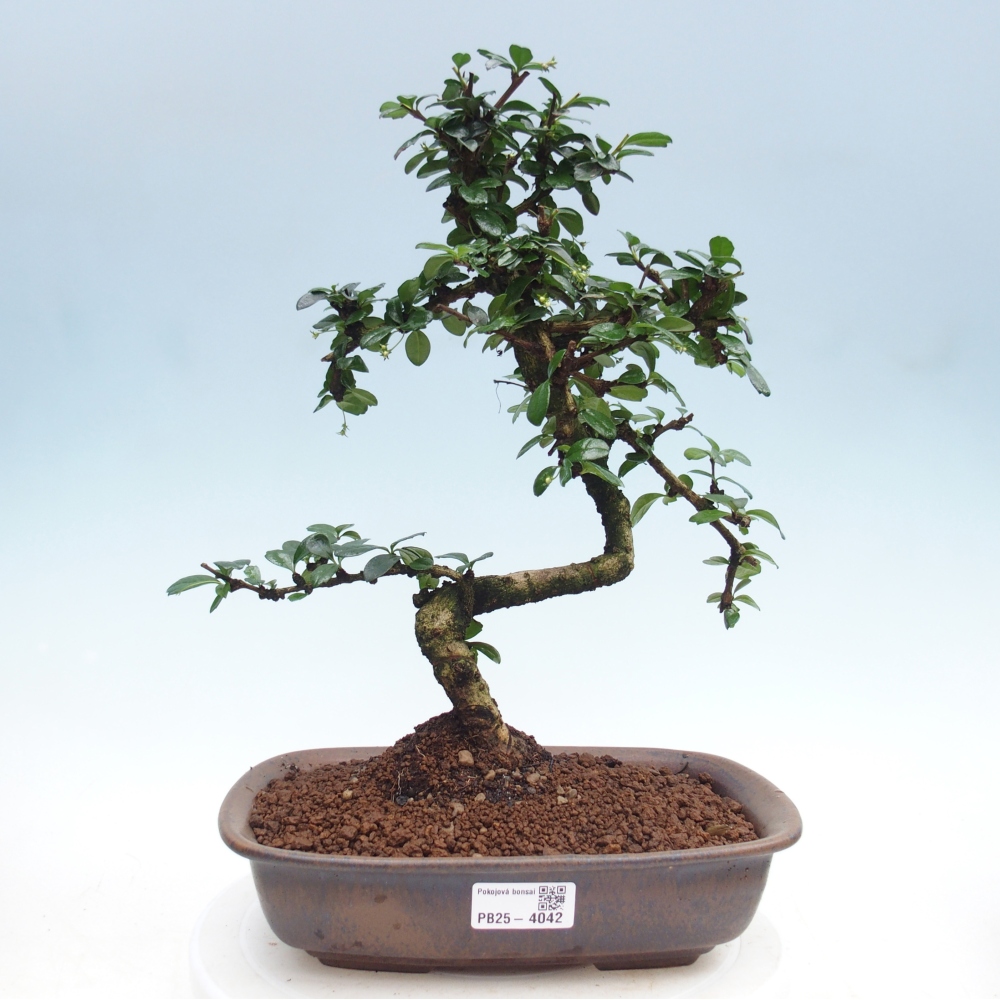 Szobai bonsai - Carmona macrophylla - Tea fuki