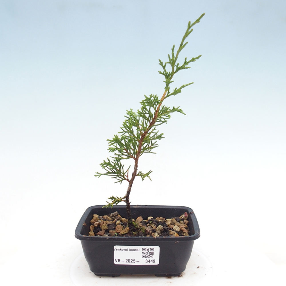 Kültéri bonsai - Juniperus chinensis Itoigawa