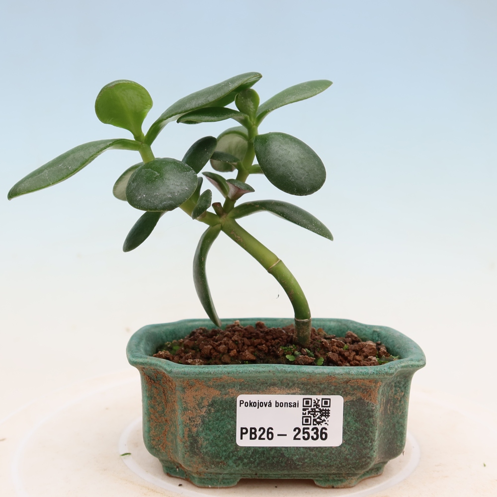 Szoba bonsai - Portulakaria Afra - Tlustice