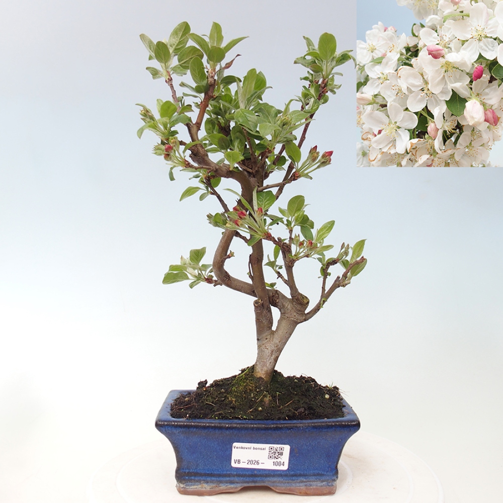 Kültéri bonsai -Malus halliana - Kis gyümölcsű almafa