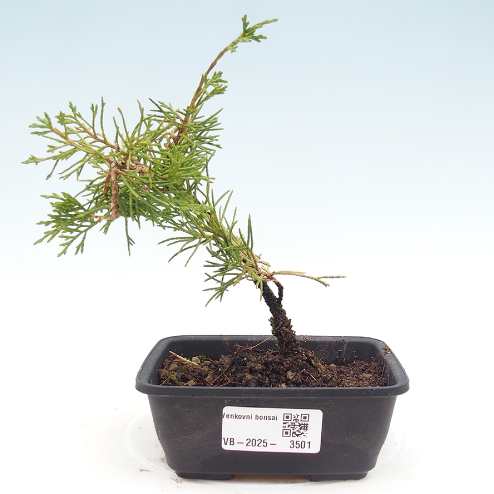 Kültéri bonsai - Juniperus chinensis Itoigawa