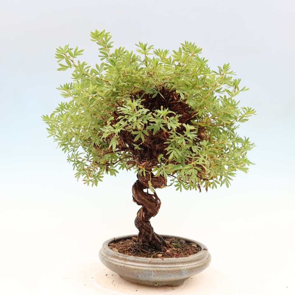 Kültéri bonsai - Potentila fruticosa