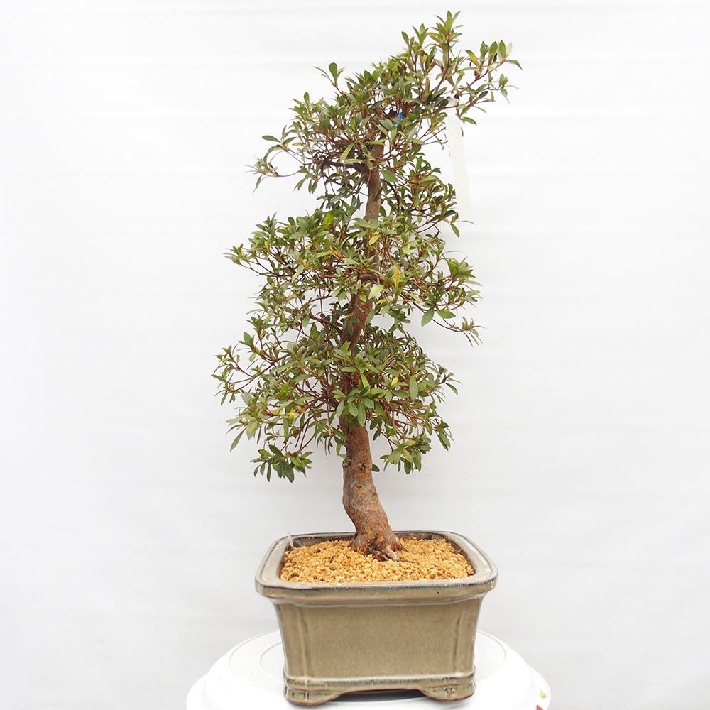 Kültéri bonsai - Japán azálea - Azalea Haruurara