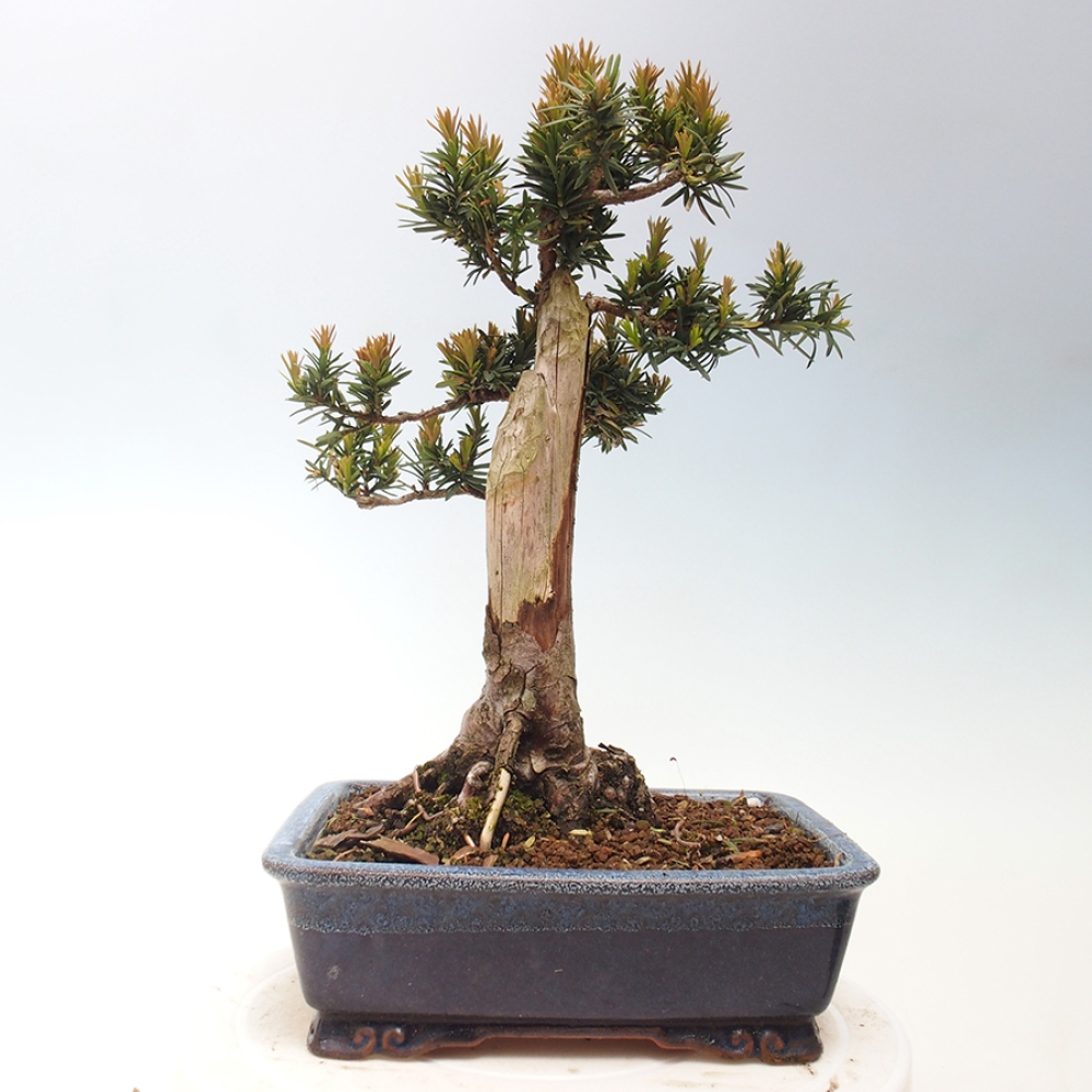 Kültéri bonsai - Taxus cuspidata - japán tiszafa