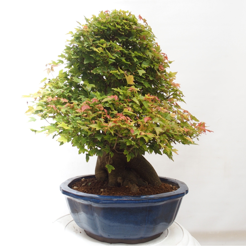 Kültéri bonsai - Acer Buergerianum - Burger juhar
