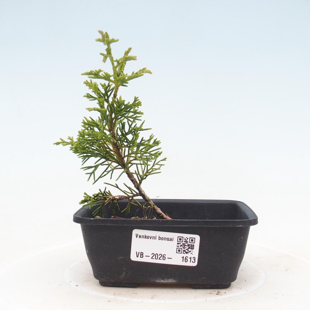 Kültéri bonsai - Juniperus chinensis Itoigawa