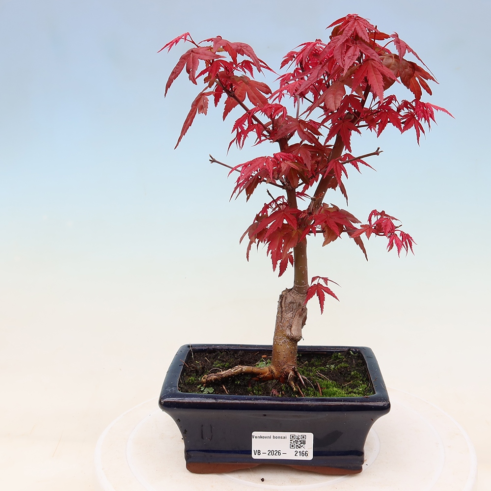 Kültéri bonsai - Acer palmatum DESHOJO