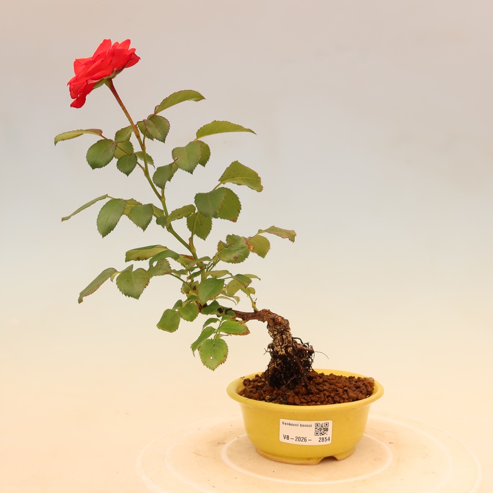 Kültéri bonsai - Rosa Kordes - rózsa