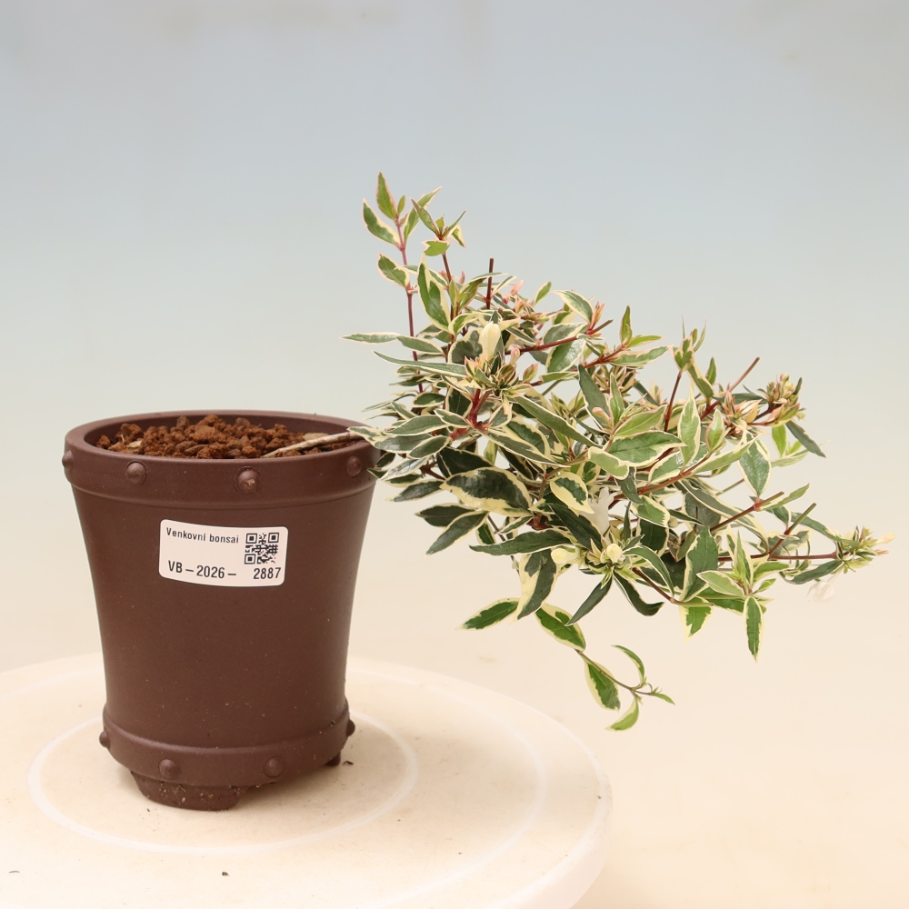 Kültéri bonsai – Abelia gr. Confetti – Nagyvirágú abélia