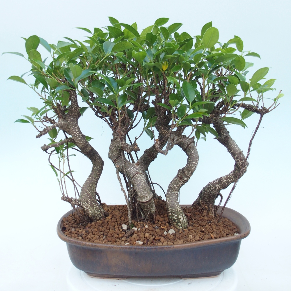 Szobai bonsai - Ficus kimmen - kislevelű fikusz