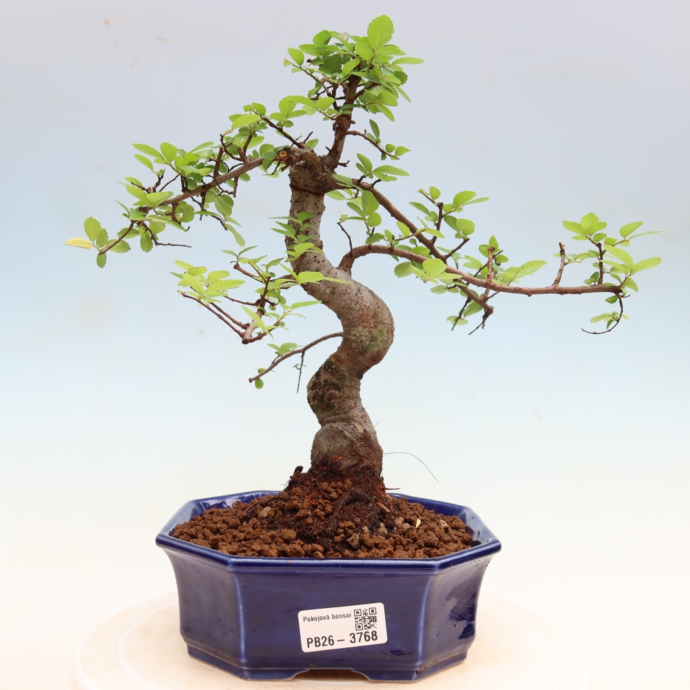 Szobai bonsai - Ulmus parvifolia - Kislevelű szilfa