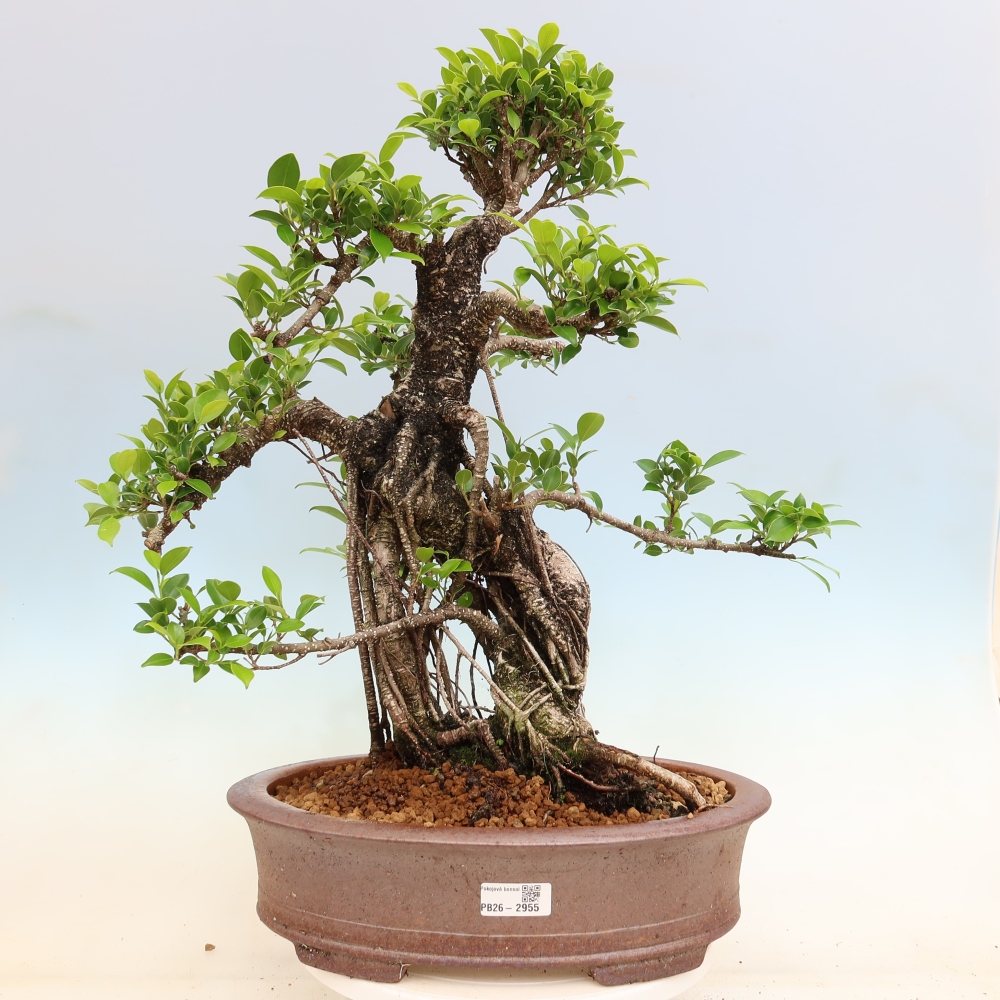 Szobai bonsai - Ficus kimmen - kislevelű fikusz