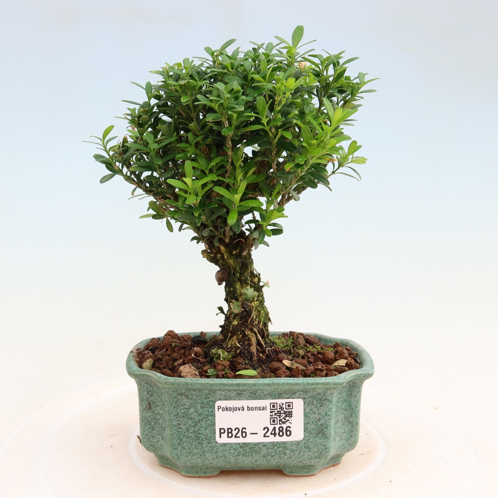 Szobai bonsai - Buxus harlandii - parafa buxus