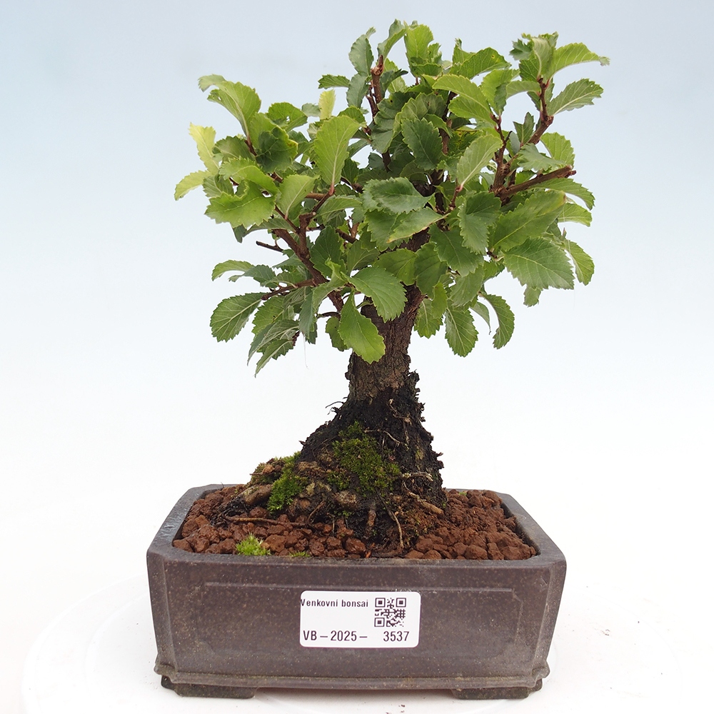 Kültéri bonsai - Zelkova - Zelkova NIRE