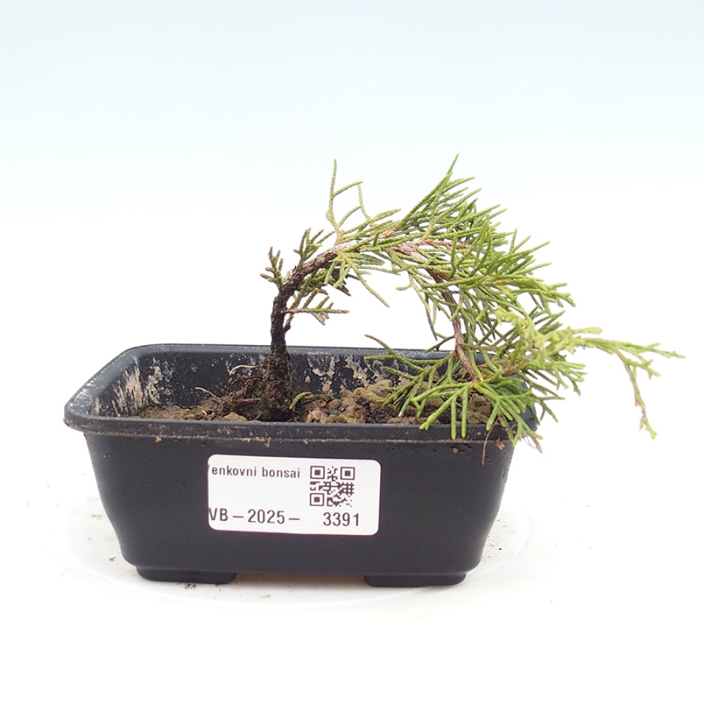 Kültéri bonsai - Juniperus chinensis Itoigawa