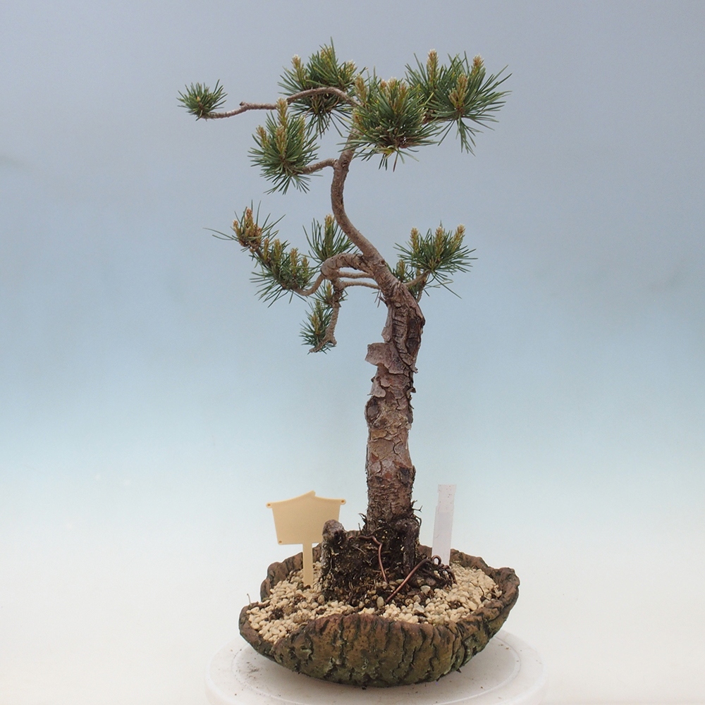 Kültéri bonsai - Pinus Sylvestris Watererri - erdeifenyő