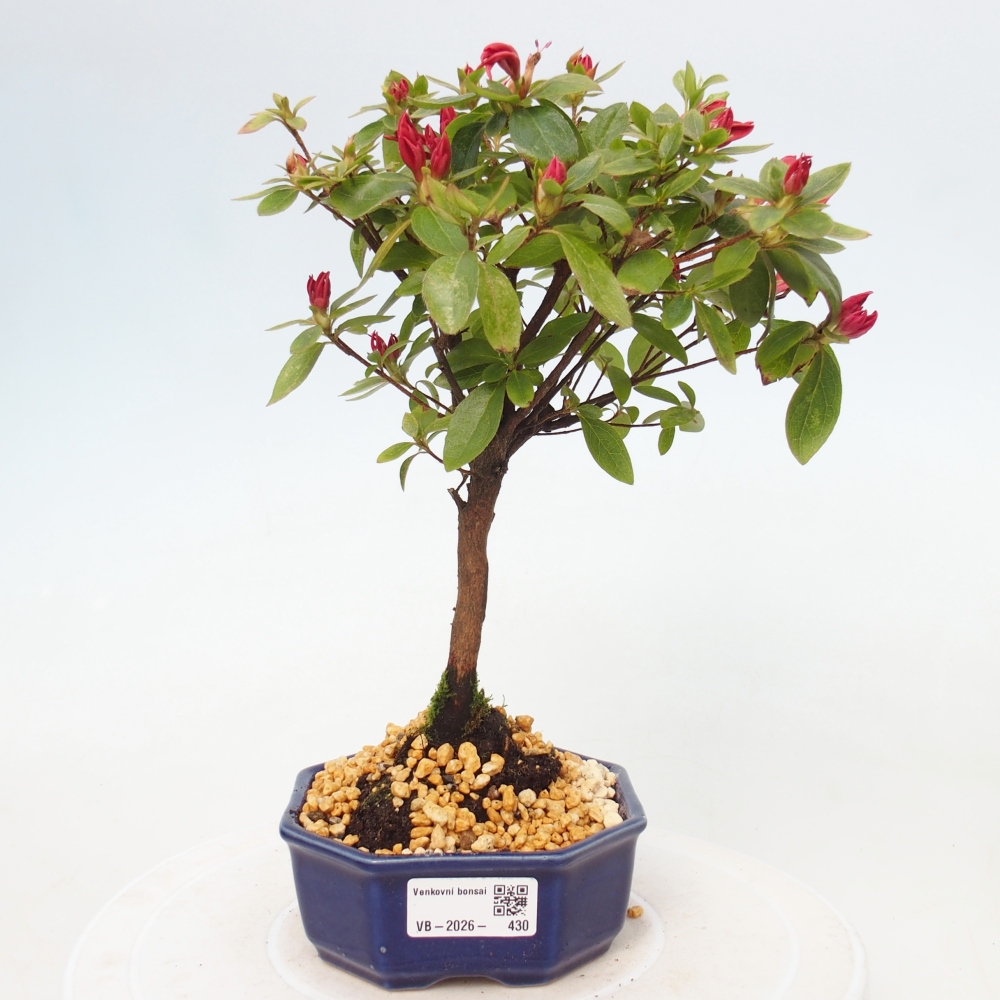 Kültéri bonsai - japán azálea - Azalea sp.