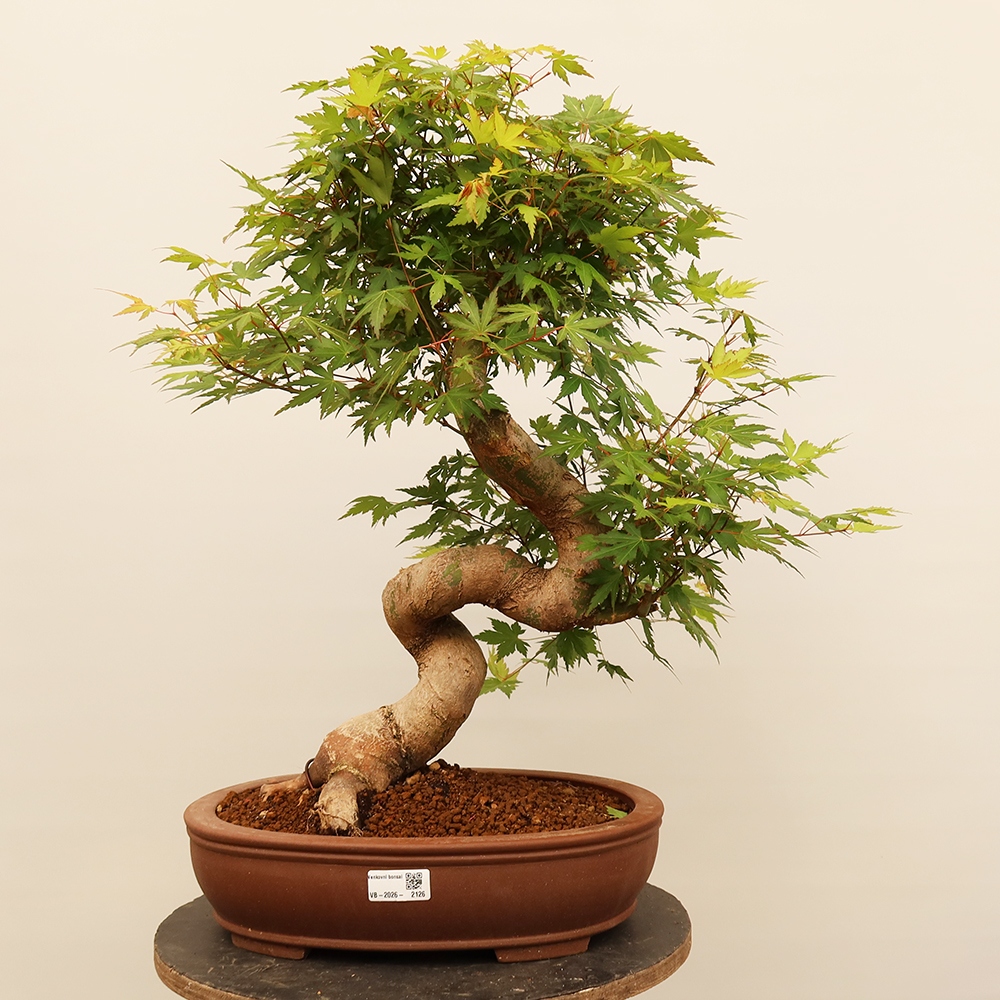 Kültéri bonsai - Maple palmatum - Pálmák