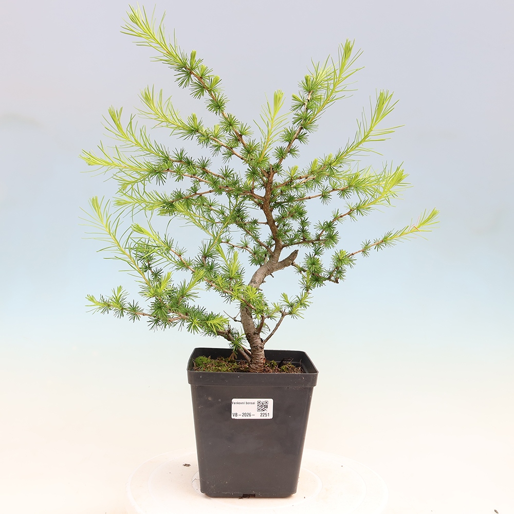 Kültéri bonsai - Larix decidua - vörösfenyő