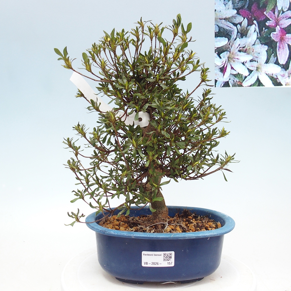 Kültéri bonsai - Japán azálea - Azalea Ryusen