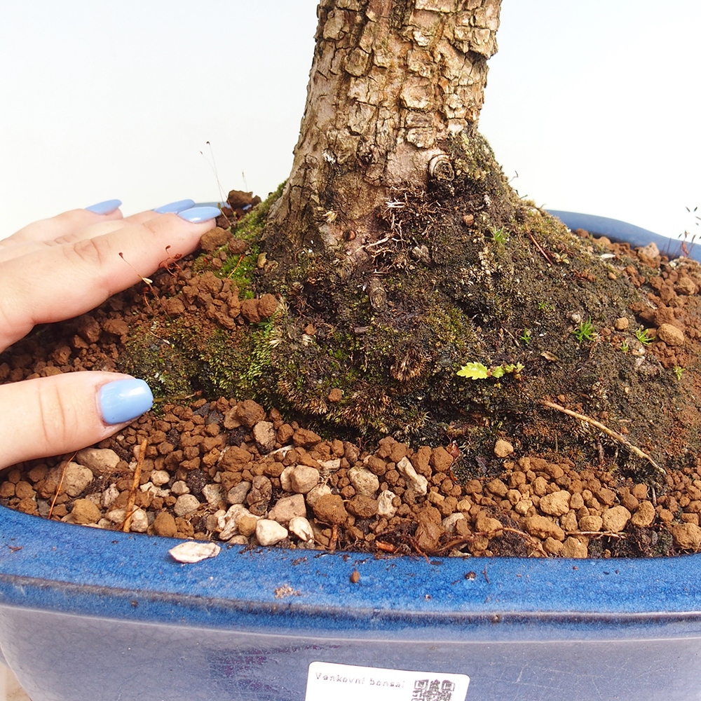 Kültéri bonsai - Zelkova - Zelkova NIRE
