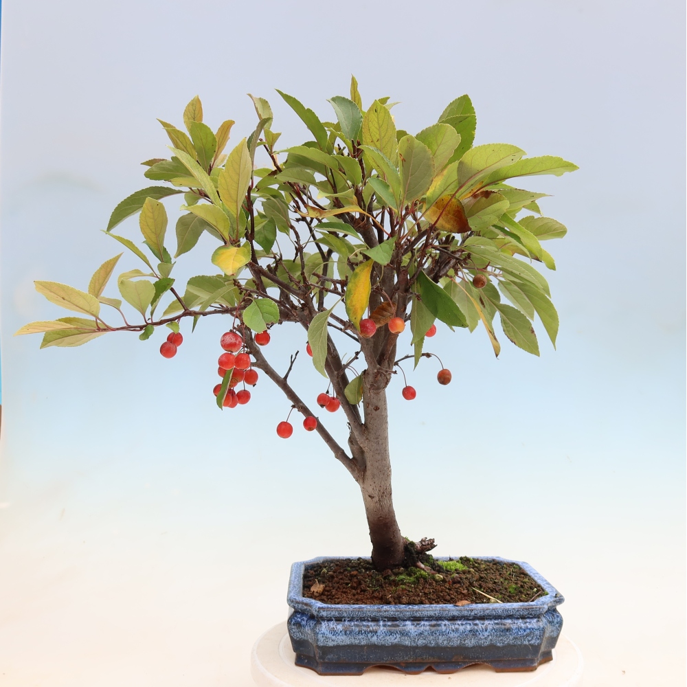 Kültéri bonsai -Malus domestica - Kis gyümölcsű piros levelű almafa