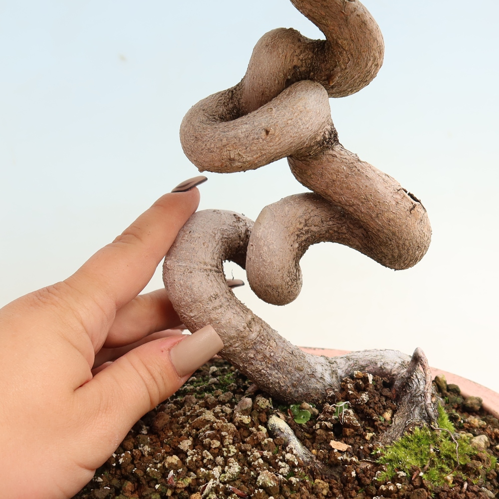 Kültéri bonsai -Carpinus CARPINOIDES - Koreai gyertyánfa