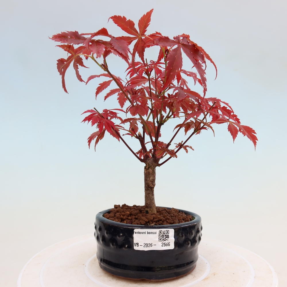 Kültéri bonsai - Acer pálma. Atropurpureum-Javor palmate