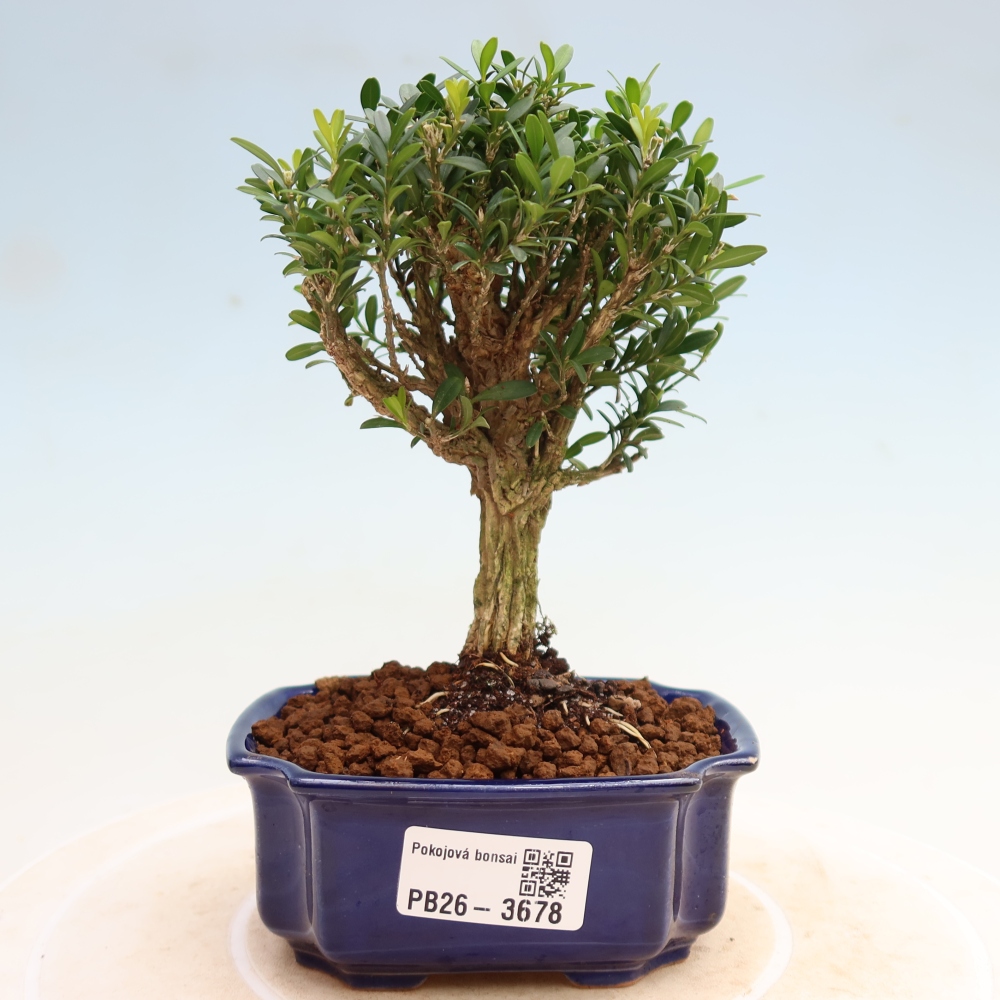 Szobai bonsai - Buxus harlandii - parafa buxus