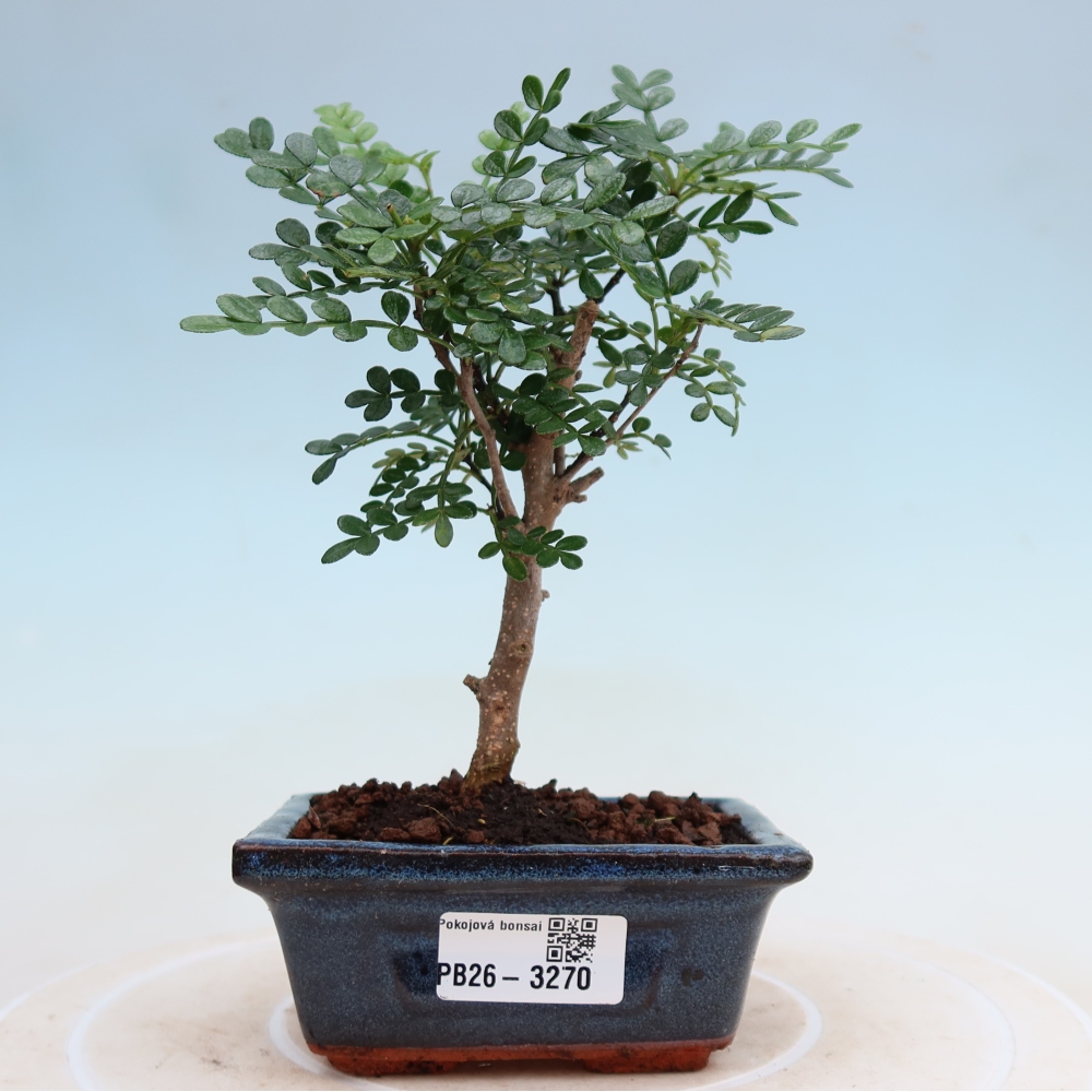 Szobai bonsai - Zantoxylum piperitum - borsfa