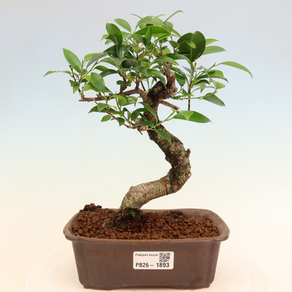 Szobai bonsai - Ficus retusa - kislevelű fikusz