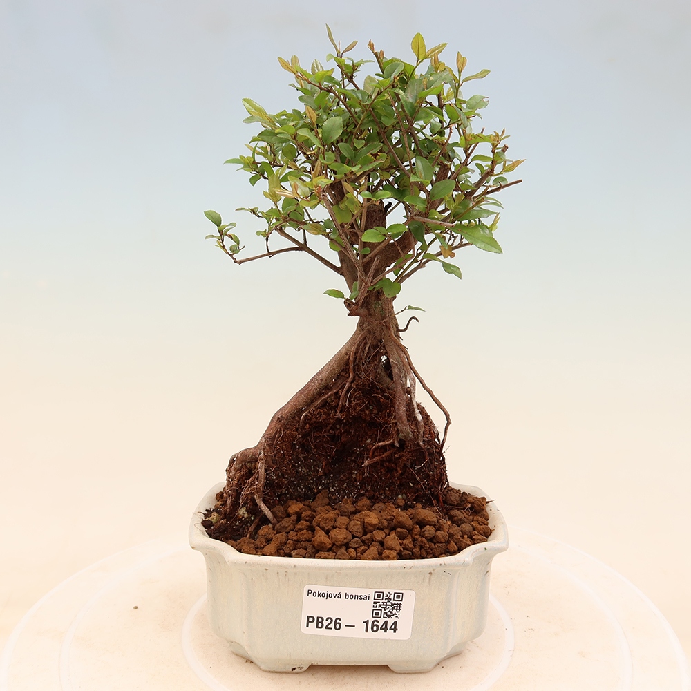 Szobai bonsai - Sageretia thea - Sageretia thea