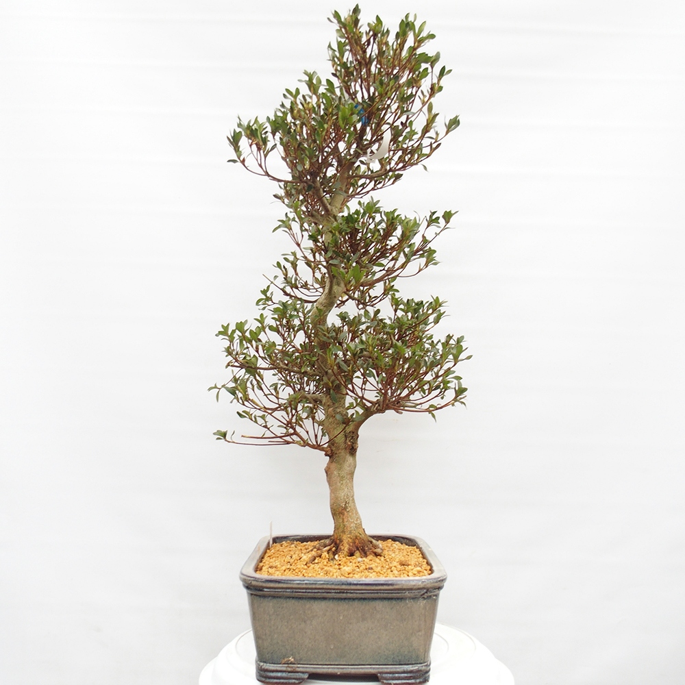 Kültéri bonsai - Japán azálea - Azalea Saishun