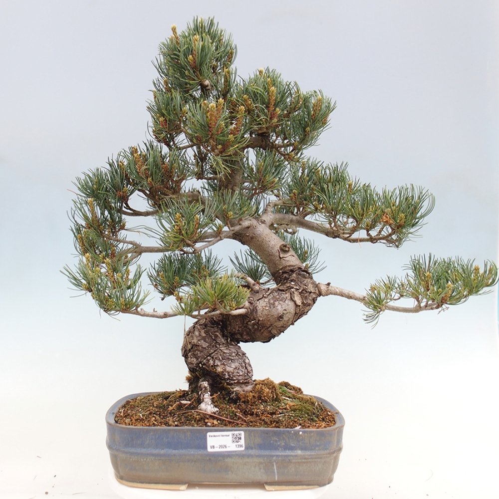 Kültéri bonsai - Pinus parviflora - Pinus parviflora