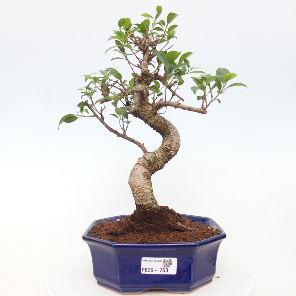 Szobai bonsai - Ficus retusa - kislevelű fikusz