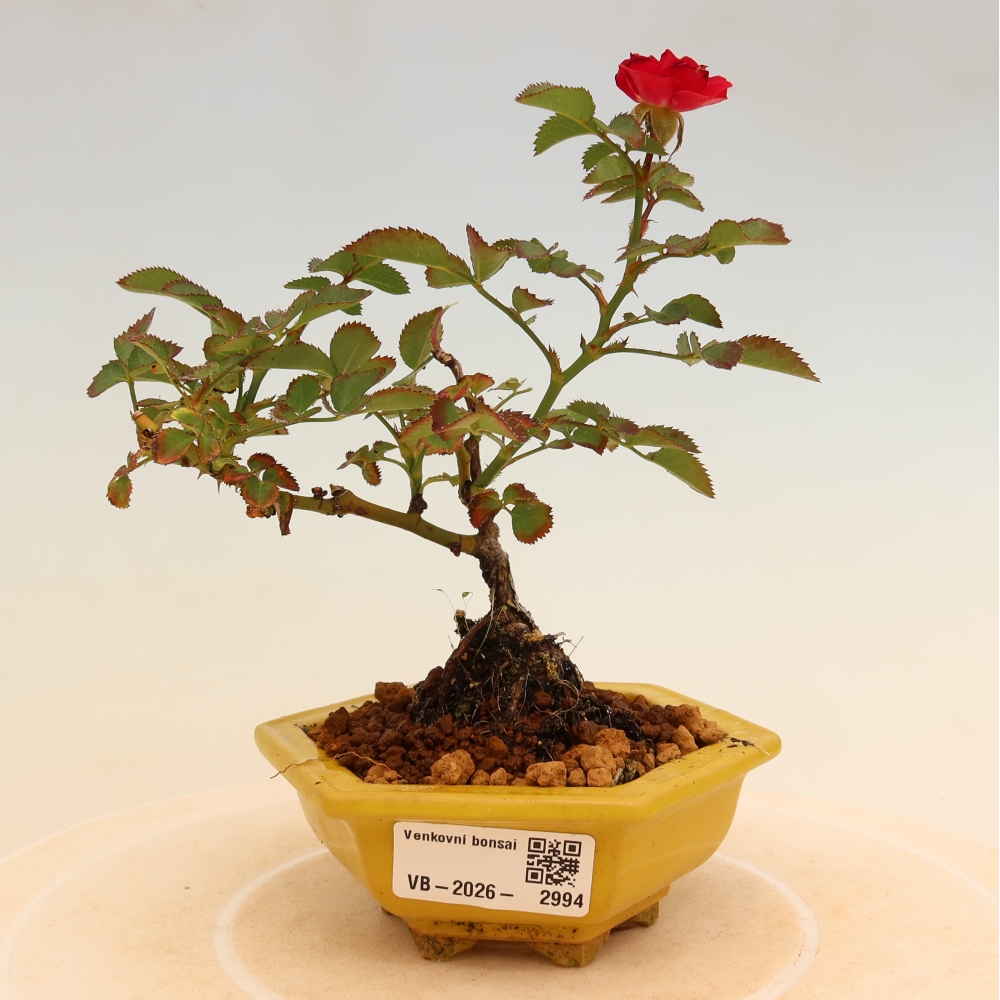 Kültéri bonsai - Rosa Kordes - rózsa