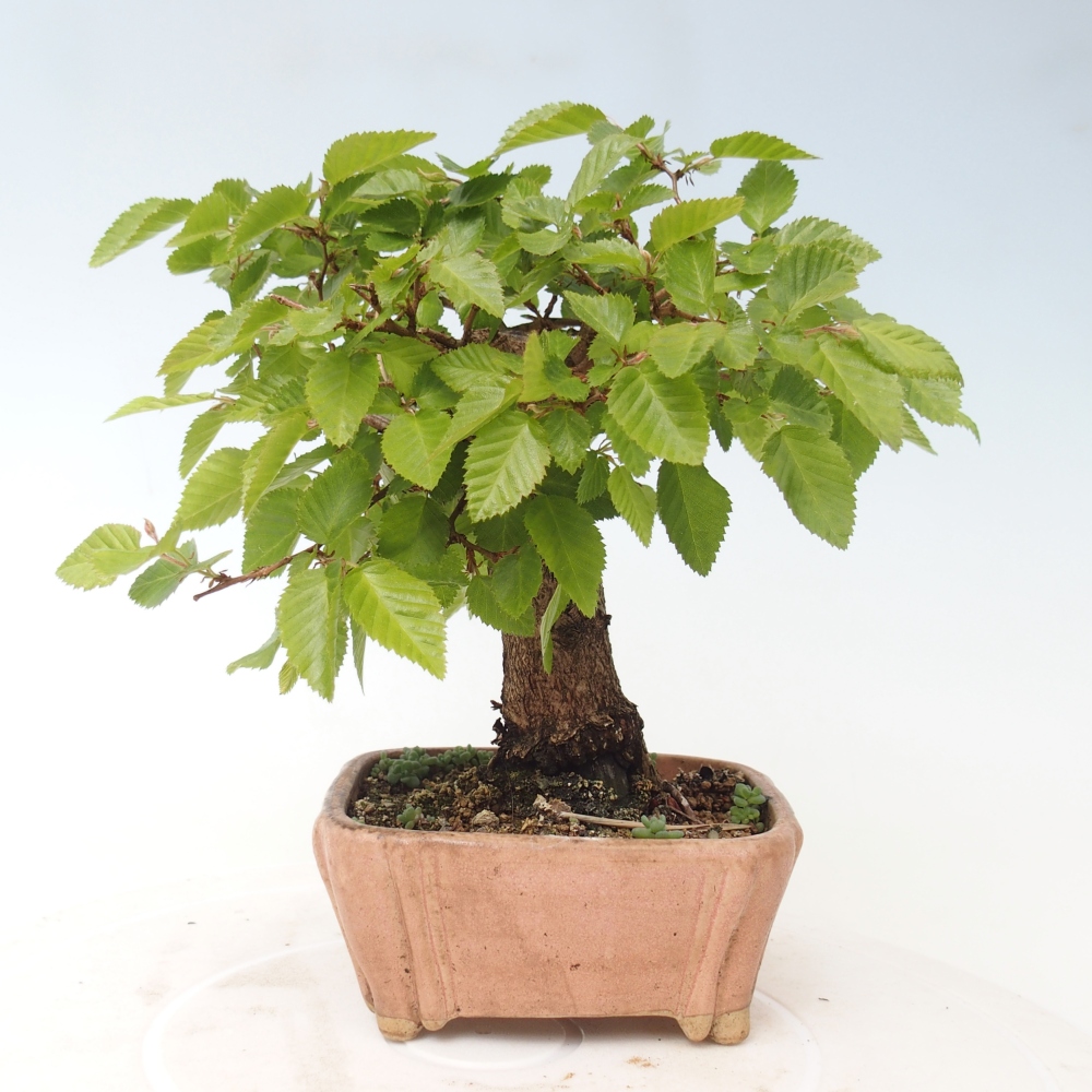 Kültéri bonsai -Carpinus CARPINOIDES - Koreai gyertyánfa
